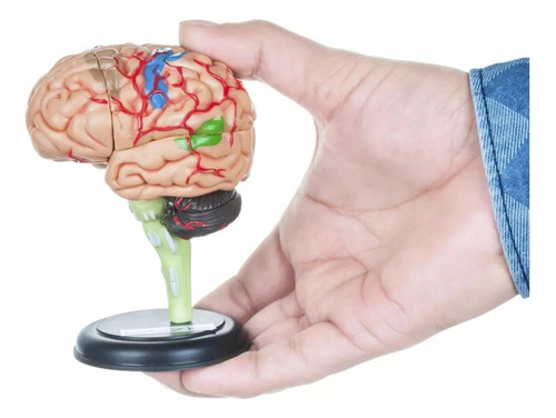 Modelo Anatómico Estudio Cerebro Humano Arterias Puzzle 4d