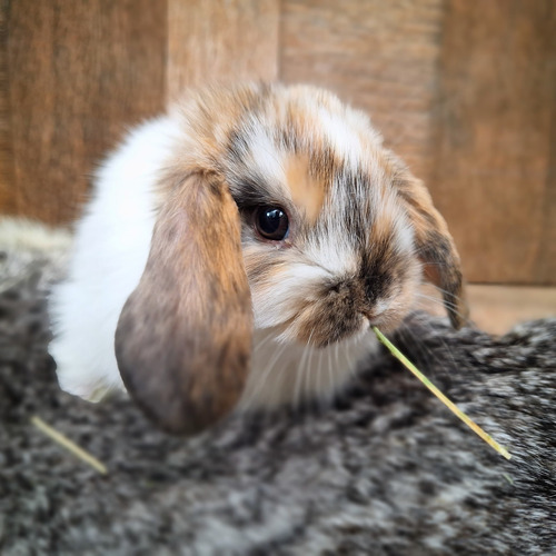 Conejo Belier (mini Lop) Raza Pura