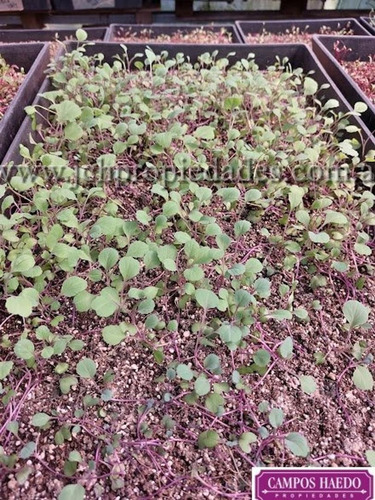 Imagen 9 de 12 de Fondo De Comercio Brotes Y Micro Vegetales Gastronómicos