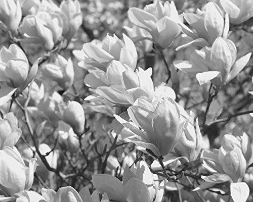 Black And White Magnolia Flower Photography Print, Modern Fl