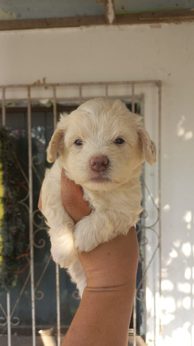 Cachorra Maltipoo Bogotá Suba Animal Pets Colombia 