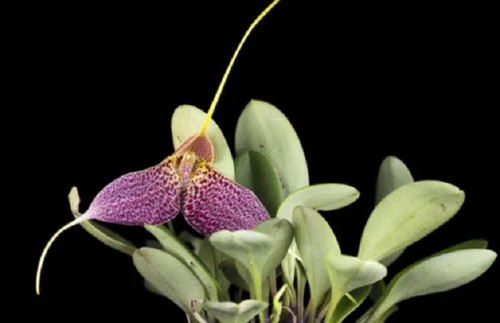 300 Semillas De Orquidea Masdevalia + Instructivo