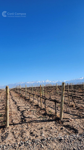 Se Vende Finca En Valle De Uco Mendoza. 300 Ha De Viñedo En Producción Unicas. Lo Mejor