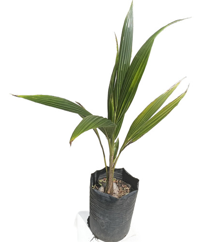 Arbol De Cocotero - Palmera De Coco