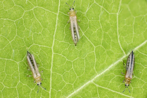 Extracto De Ajo Al 100 % Insecticida Organico Zayta 20 Lts
