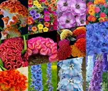 Comprar Semillas De Flores Otoño Invierno Primavera 300 Semillas. 