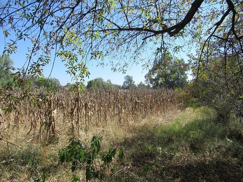 Imagen 3 de 29 de Terreno Plano En Santiago Cuautlalpan, Tepotzotlán, Estado De México