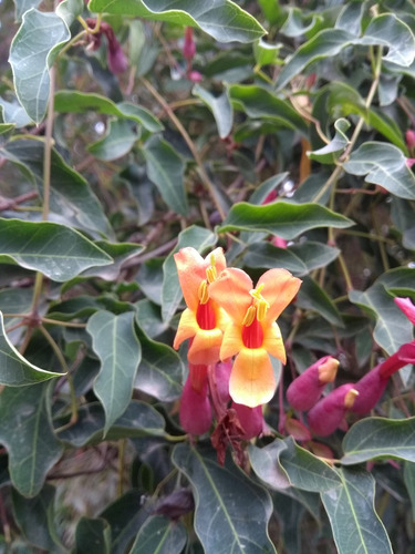 Sacha Huasca-dolichandra Cynanchoides - Plantín X 3