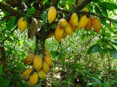 Imagen 3 de 5 de Cacao, Arbolito Criollo Bonito Mas De 1 Metro