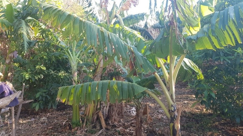 Imagen 6 de 30 de Se Vende Terreno Favorable Con Agua Y Luz Y Casita
