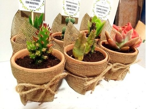 Cactus Y Suculentas Matrimonios Bautizos Baby Shower Misas
