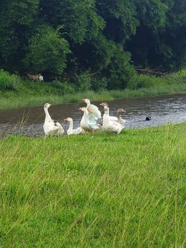 Imagem 7 de 14 de Restaurante E Pesque E Pague Vô Giba
