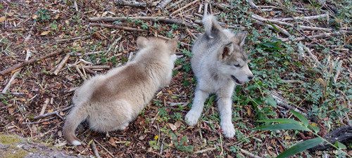 Cachorros Alaskan Malamute