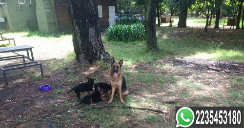 Cachorros Ovejero Aleman