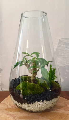 Bonsai Terrario Gota Árbol A Elegir (junípero Ficus Guayabo)
