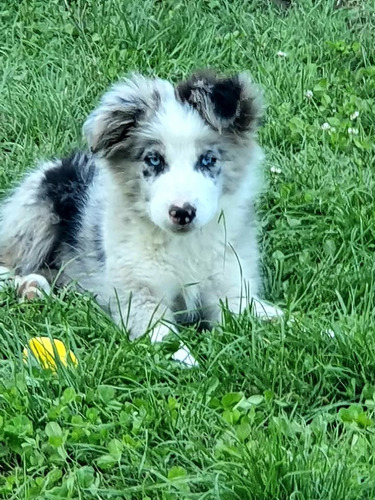 Bellos Border Collie Padres Inscritos