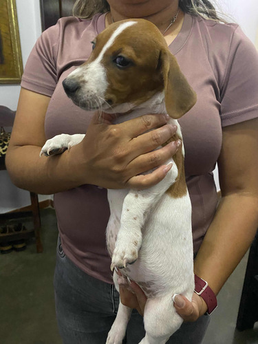 Cachorros Jack Russell