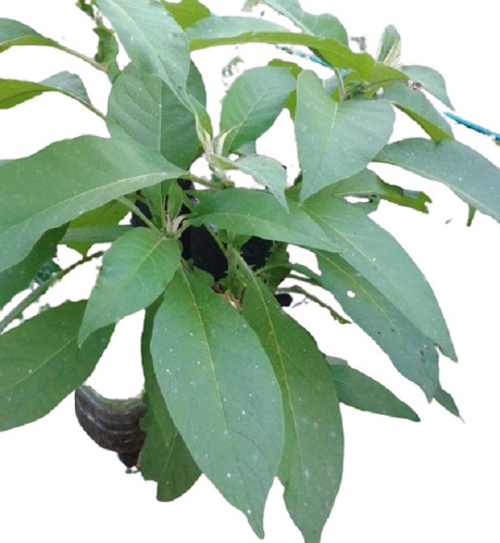Vivero Cielo Verde Orgánico, Tabaquillo Solanum Mauritianum