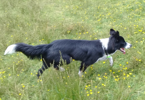 Perro Border Collie Sabe Trucos Super Inteligente