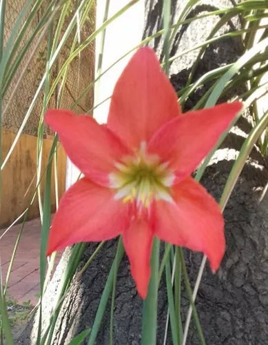 2 Bulbos De Lirio Anaranjado Hippeastrum Puniceum en venta en Tampico  Tamaulipas por sólo $   Mexico