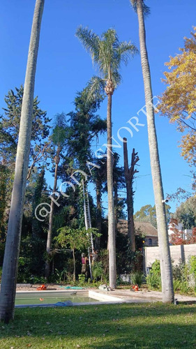 Podas Norte - Podas En Altura - Jardineria 1121614055