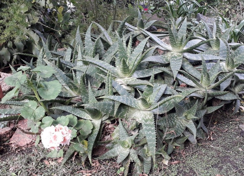 Imagen 1 de 5 de Aloe Vera