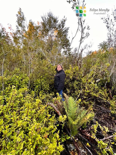 Chiloe: 5.000 Mts. En Parque Privado De Conservacion