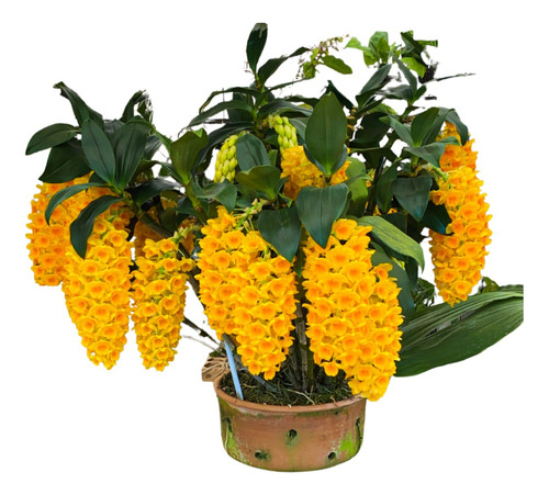 Orquidea Pendente Densiflorum Dendrobium Muda Adulta Exotica