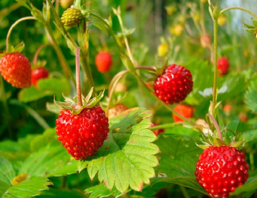 20 Semillas De Fresas Silvestre + Instructivo 