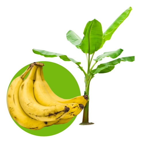Kit - 3 Mudas Banana Nanica - Grand Nine Alta Produtividade