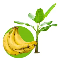 Comprar Kit - 3 Mudas Banana Nanica - Grand Nine Alta Produtividade