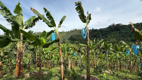 Finca Cafetera En Venta Calarca 14 Cuadras