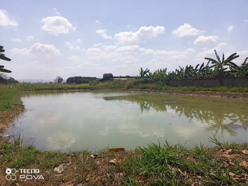 Imagen 2 de 9 de Venta De Funcional Y Productiva Finca De 5hect En Tocuyito - Inmobiliaria Maggi 1033
