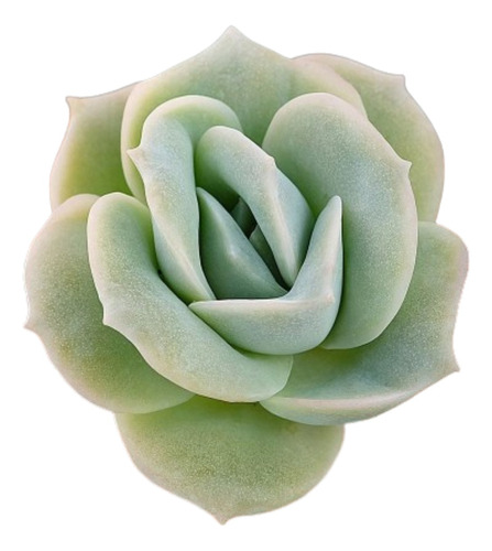 Lovely Rose - [graptoveria]