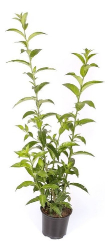 Planta Cuidados Del Galan De Noche En Maceta