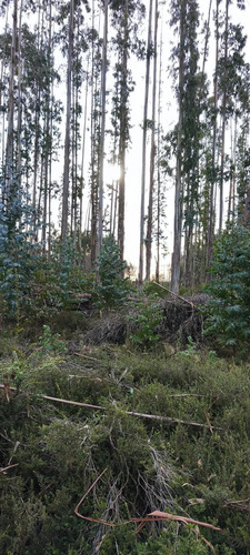Terreno Chiloe Con Bosque Nativo Costado Ruta W-335