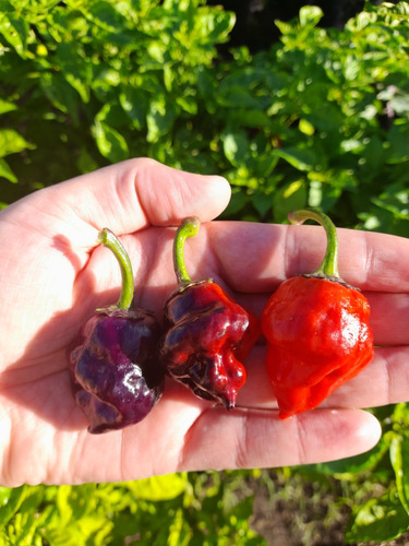 15 Semillas De Pimiento Ají Ornamental Purple Ufo