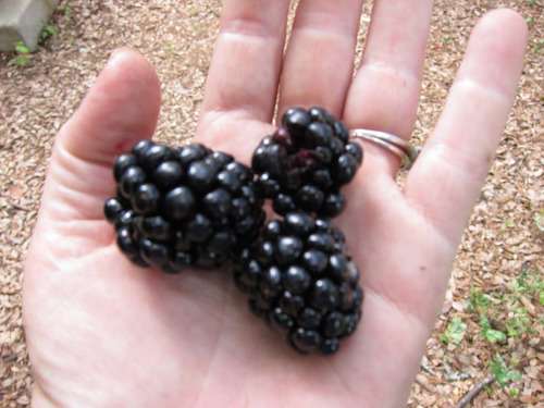12 Sementes De Amora Preta Gigante - Blackberry Rubus Fruta