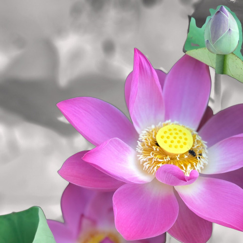 1000 Semente Flor De Lótus Rosa Nelumbo Alto Indice De Germi