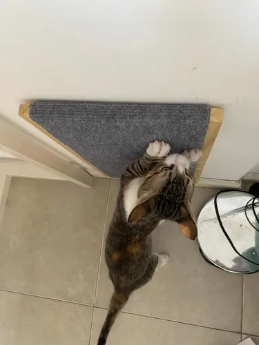 Afilador gatos new arrivals