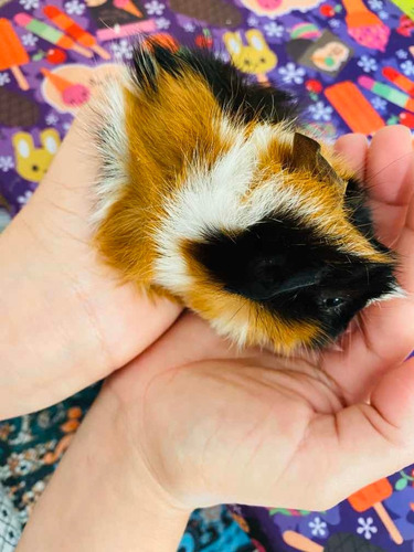 Porquinho Da Índia