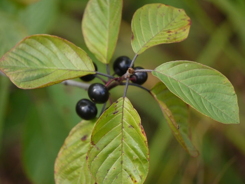 Cáscara Sagrada Rhamnus Purshiana D.c. 100 Gr