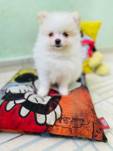 Spitz Alemão Macho Mini