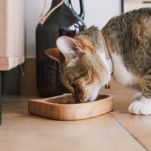 Imagen 2 de 4 de Comedero Plato Para Gatos Combo X 3 Unidades - Envio Gratis