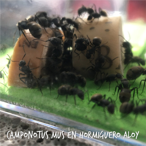 Hormiguero Vertical Ytong Celular Retak Mediano 12x8 Cm Ct