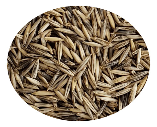 5kg Sementes De Aveia Preta - (variedade/convencional) - Embrapa 29 (garoa)