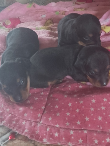Dachshund... Salchicha Mini Puros...padre Y Madre A La Vista