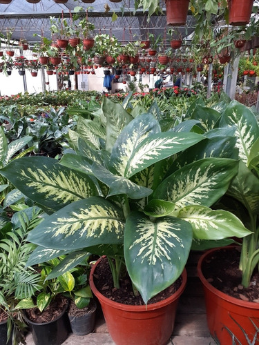 Dieffembachia Tropic M19