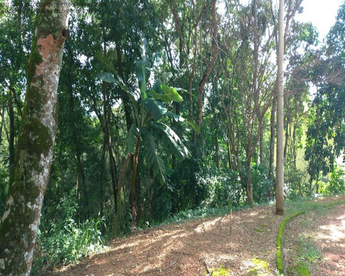 Imagem 3 de 6 de Terreno - Te00150 - 69379256