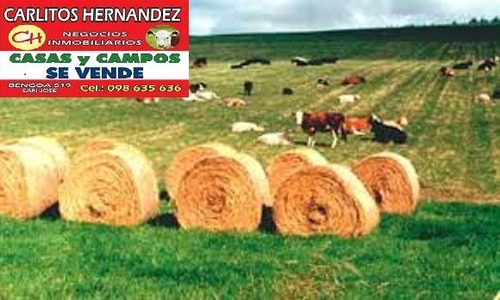 Imagen 1 de 3 de 2 Pedidos Concretos Compra De Campos En Flores Zona Arroyo Pintos - Cerro Colorado- Ismael Cortinas -san Gregorio - Chamanga - Puntas Del Rio San Jose - Villa Pastora - Rapida Revisasion